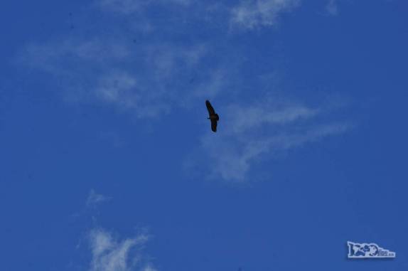 Um condor, a maior ave dos Andes, nos observa na trilha do glaciar Grey, no parque nacional Torres del Paine, no sul do Chile